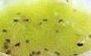 「蔵王高原農園 フルーツソース キウイ 瓶160g」のクチコミ画像 by レビュアーさん
