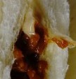 「ヤマザキ ランチパック ソース焼きそば＆マヨネーズ 袋2個」のクチコミ画像 by レビュアーさん