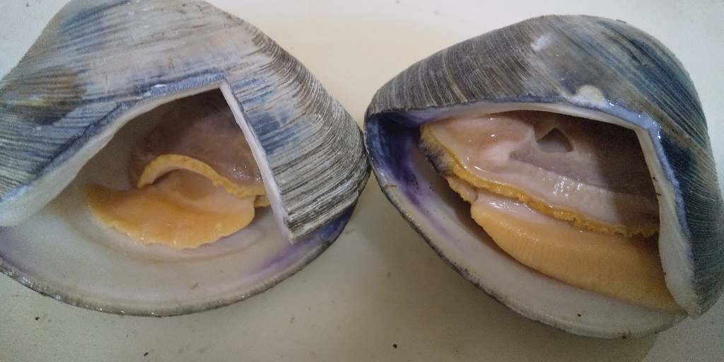 かねはち水産 ホンビノス貝の感想・クチコミ・商品情報【もぐナビ】