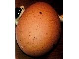 「都幾川の『むかし卵』」のクチコミ画像 by レビュアーさん