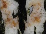 「セブン-イレブン 手巻おにぎり 紀州南高梅 袋1個」のクチコミ画像 by みむちゃ(/ω＼)さん
