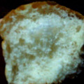 セブン-イレブン もちっと食感玄米＆もち大麦入りパン 商品写真 4枚目