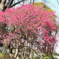 オーケー 桜あんぱん 商品写真 1枚目