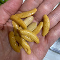 亀田製菓 亀田の柿の種 チャムス オリジナルスパイス風味 商品写真 2枚目