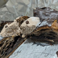 ヤマザキ チョコづくしのチョコデニッシュ 商品写真 1枚目