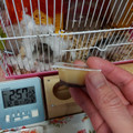 みやけ食品 プチプリン 商品写真 4枚目