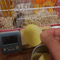 プリングルズ よしもとカレー味 商品写真 5枚目