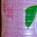 伊藤園 お～いお茶 SAKURA GREEN 商品写真 5枚目
