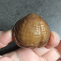 上野珍味 3倍大きい でかっむき甘栗 商品写真 4枚目