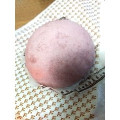 セブン-イレブン 安納芋まん 商品写真 1枚目