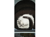 「オランジェ ロールケーキ クッキークリーム パック6個」のクチコミ画像 by チー錦さん