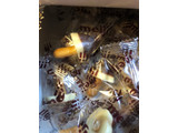 「明治 大粒きのこの山トリュフアイスカカオ＆バニラ味 箱46g」のクチコミ画像 by みかづきさん