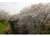 「ヤマザキ 三角蒸しぱん 桜風味 袋1個」のクチコミ画像 by ゆるりむさん