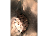 「アクレア ワサビ味アーモンド 袋35g」のクチコミ画像 by パン大好きさん