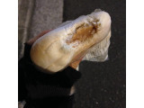 「ニューデイズ Panest もち餅きなこ 袋1個」のクチコミ画像 by Ryo----Nさん