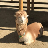 カッパの娘さん