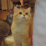 日曜爆食ネキさん