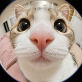 ねこのはなさん