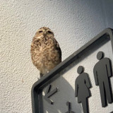 きりしさん