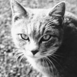 さすらい猫さん
