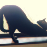 さあぴっぴさん