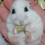 ハムちゃんハムジ