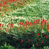 riko shibanumaさん