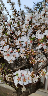 「ファミリーマート 桜のパウンドケーキ」のクチコミ画像 by minorinりん さん