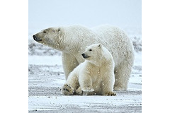 これからの季節に♪つめた～いコンビニのフローズン系ドリンク「8」種まとめ