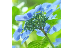 じめっとした梅雨にさっぱり梅味スナック「4」選！