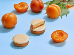 MAISON CACAO リッチ生チョコタルトAPRICOT 商品写真