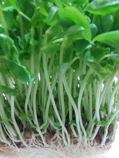 「村上農園 緑黄色野菜 豆苗」のクチコミ画像 by レビュアーさん