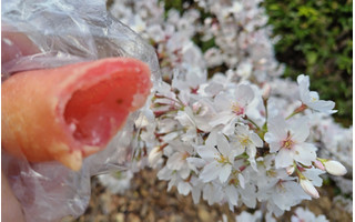 「デリフランス もちもちとしたドーナツ 桜風味」のクチコミ画像 by 毎日が調整日さん