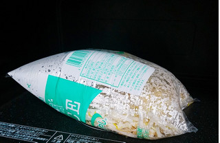 「川崎食品 ECO‐PRICE ふとっ子もやし 袋180g」のクチコミ画像 by nag～ただいま留守にしております～さん