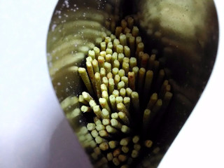 旨辛えだ豆 中評価】江崎グリコ 超旨細プリッツ えだ豆の感想・クチコミ