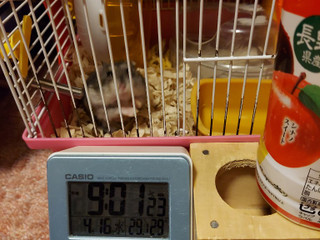 「伊藤園 ニッポンエール 長野県産 りんご三兄弟 ペット400g」のクチコミ画像 by ハムちゃんハムジさん