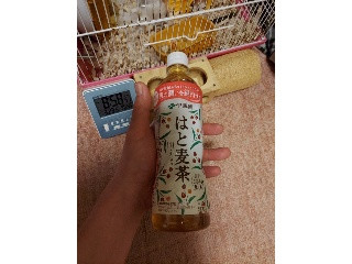 はと麦茶