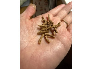 オールブラン オリジナル