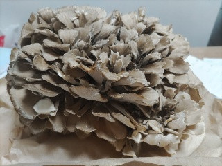 まいたけ 極