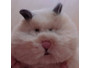 きなこだいふく